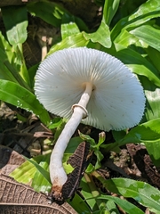Lepiota cristata
