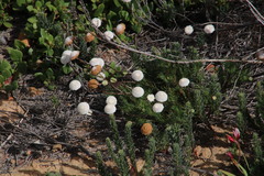 Cotula nudicaulis