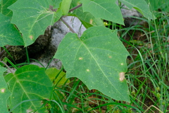 Datura