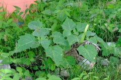 Datura