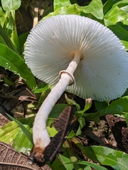 Lepiota cristata