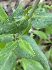 Centranthus ruber ruber