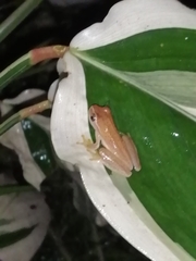Dendropsophus