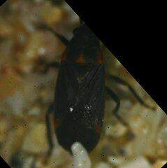 Ochrimnus tripligatus