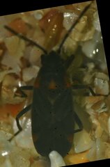 Ochrimnus tripligatus