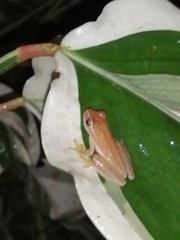 Dendropsophus