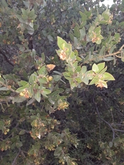 Arctostaphylos