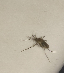 Culicinae
