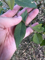 Eucalyptus microcorys
