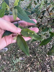 Eucalyptus microcorys