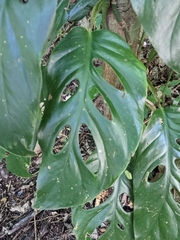 Monstera acuminata