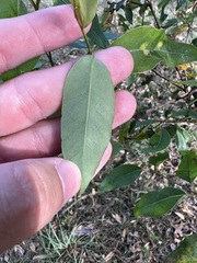 Eucalyptus microcorys
