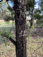 Eucalyptus microcorys