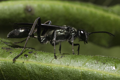 Chalybion zimmermanni