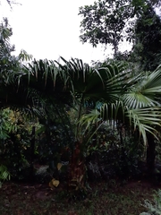 Arecaceae