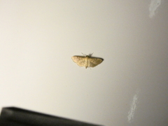 Microthyris lelex