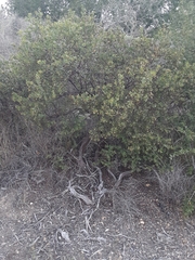 Arctostaphylos