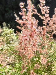 Melinis repens