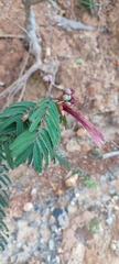 Calliandra houstoniana