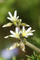 Cerastium glomeratum