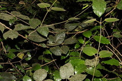 Parsonsia fulva