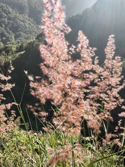 Melinis repens