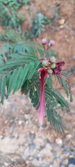 Calliandra houstoniana