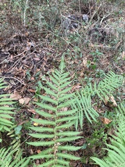 Pelazoneuron kunthii