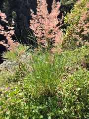 Melinis repens