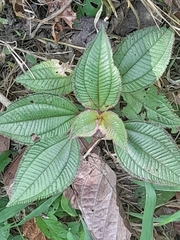 Miconia crenata