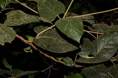 Parsonsia fulva