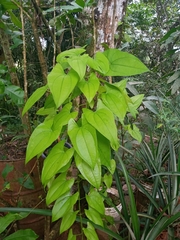 Dioscoreaceae