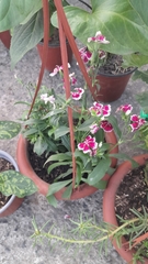 Dianthus caryophyllus