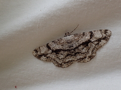 Peribatodes umbraria