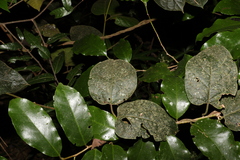 Parsonsia fulva