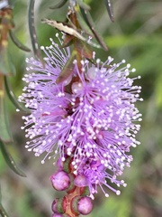 Melaleuca decussata