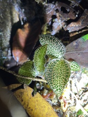 Anoectochilus