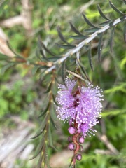 Melaleuca decussata