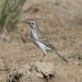 Paddyfield Pipit - Photo (c) Mark Rosenstein, some rights reserved (CC BY-NC-SA), uploaded by Mark Rosenstein