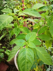 Capsicum chinense