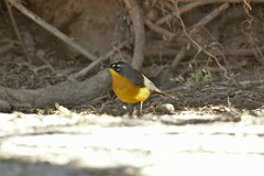 Basileuterus lachrymosus