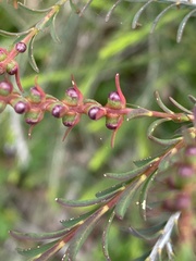 Melaleuca decussata