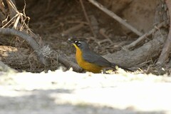 Basileuterus lachrymosus