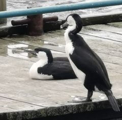 Phalacrocorax fuscescens