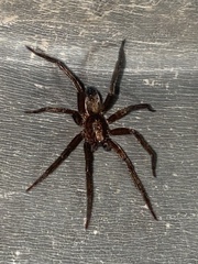 Asthenoctenus borellii