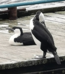 Phalacrocorax fuscescens