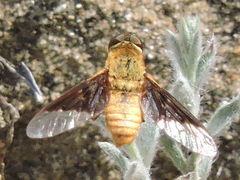 Chrysanthrax cypris
