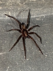 Asthenoctenus borellii