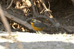 Basileuterus lachrymosus