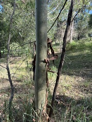 Corymbia citriodora